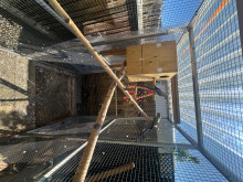 Pair of Ringneck’s