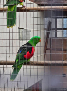 Crimson wing cock bird 