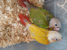 Handreared conures