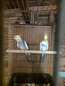 Cockatiels