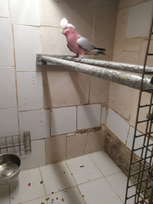 GALAH MALE FOR SALE