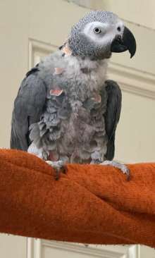 African Grey Male for Sale