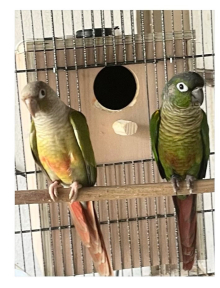 Breeding Pair of Green Cheeked Conures.
