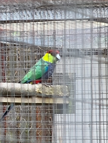 Corse & Staunton bird sale 