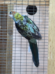 Meallie rosellas wanted 