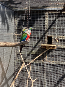 Crimson Bellied Conure