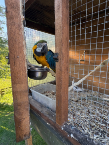 Blue and Gold Macaw