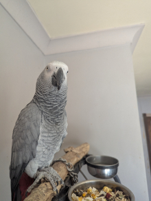 African Gray very tame 