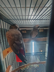 Genuine African Grey Pair