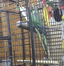 Quality Proven Pair of Large Alexandrine