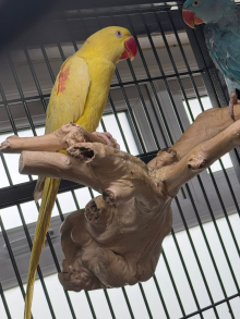 Mutation Alexandrines