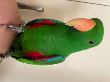 Hand tame aclectus parrot 
