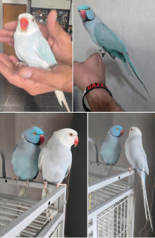 Stunning Indian Ringnecks – Blue & Blue 