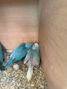 Parent Reared Ringnecks