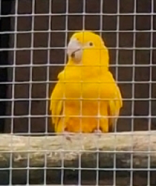 Golden conure male