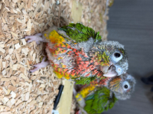Hand-Reared Conures