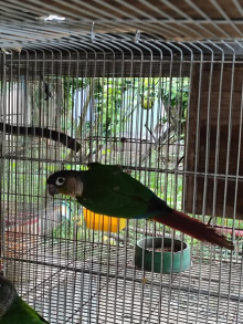 COCK GREEN CHEEK CONURE