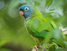 Blue crowned conure 