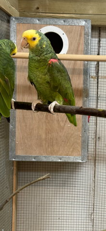 DYH AMAZON COCK BIRD