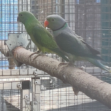 Layard Parakeet Cock