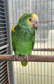 Proven male Amazon Barbadensis 