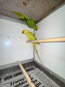 PR RINGNECKS 