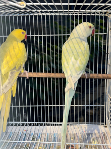 Pr Ringnecks 