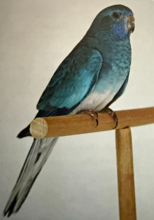 Splendid Parakeet hen WANTED