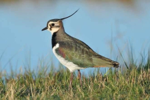 Male Lapwing