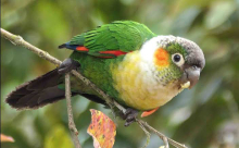 Lima breeding cages