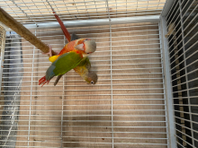 Conures 
