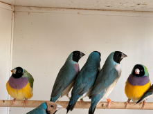 Quality birds 