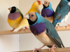 IMG-20260420-WA0030