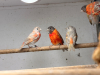 IMG-20260420-WA0032