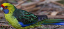 Tasmanian (or Green) Rosellas wanted