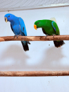 IMG-20260128-WA0000