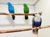 IMG-20260131-WA0007