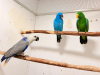 IMG-20260131-WA0011