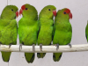 IMG-20260420-WA0020