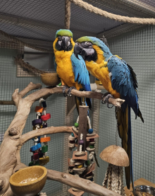 Proven pair blue & gold macaws