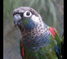 Pearly conures