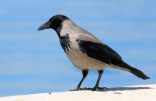 Wanted Corvid List