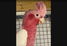 Male Latino Galah
