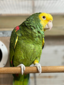DYH AMAZON COCK BIRD