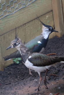 Northern Lapwings