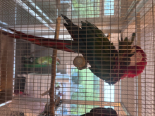 Green wing pair 