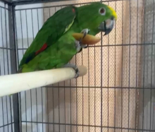 Yellow crowned amazon with cage