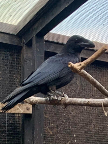 Common Raven