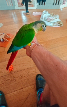 Hand reared Green Cheek Conure 