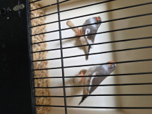 Zebra finches job lot 